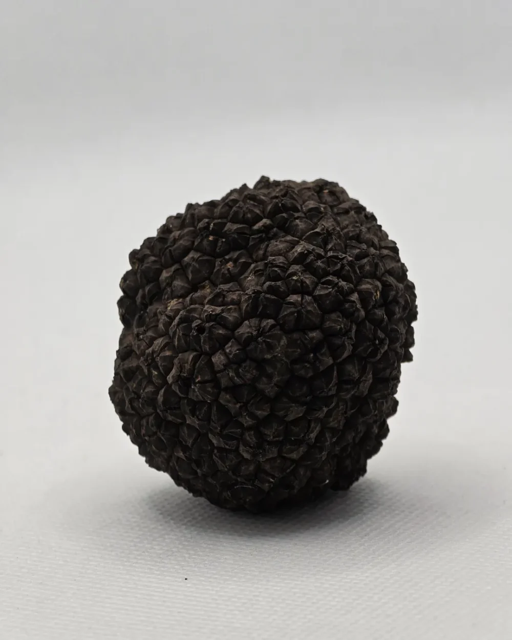 Svež crni tartuf 30 grama