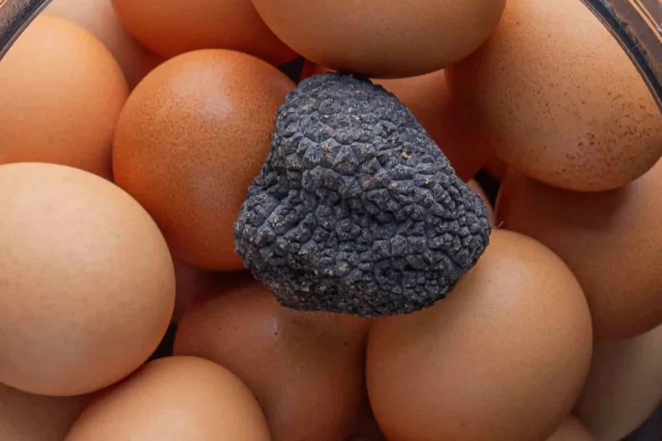 Crni tartuf i jaja infuzija